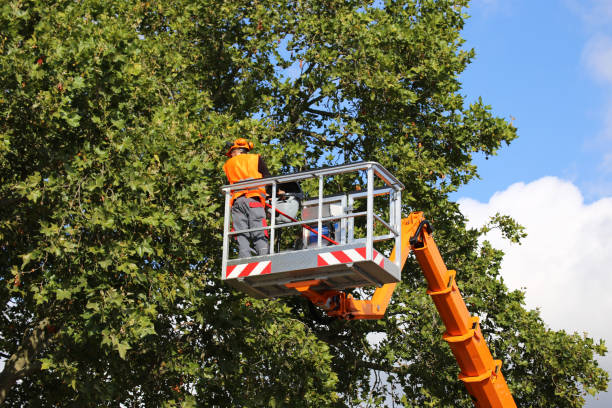 Professional Tree Removal and Landscaping Services in Five Corners, WA